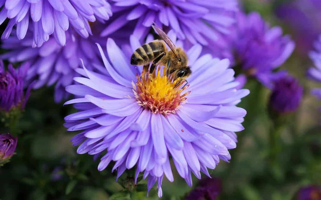 Home Remedies to Combat Bee Stings
