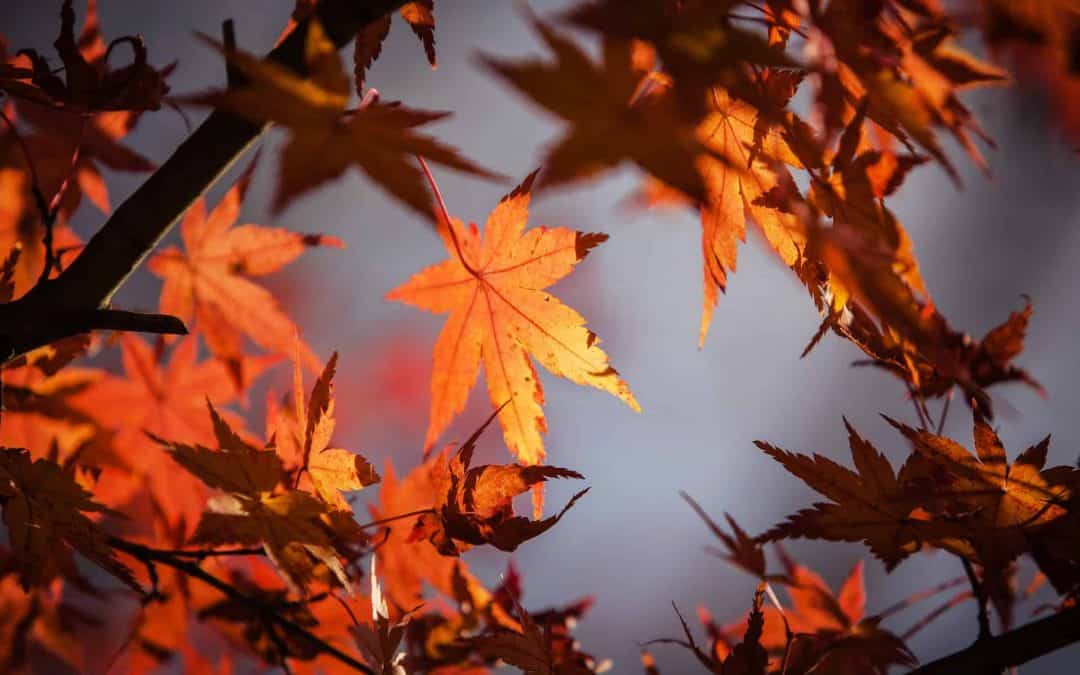 Fall Attractions in Middle Tennessee