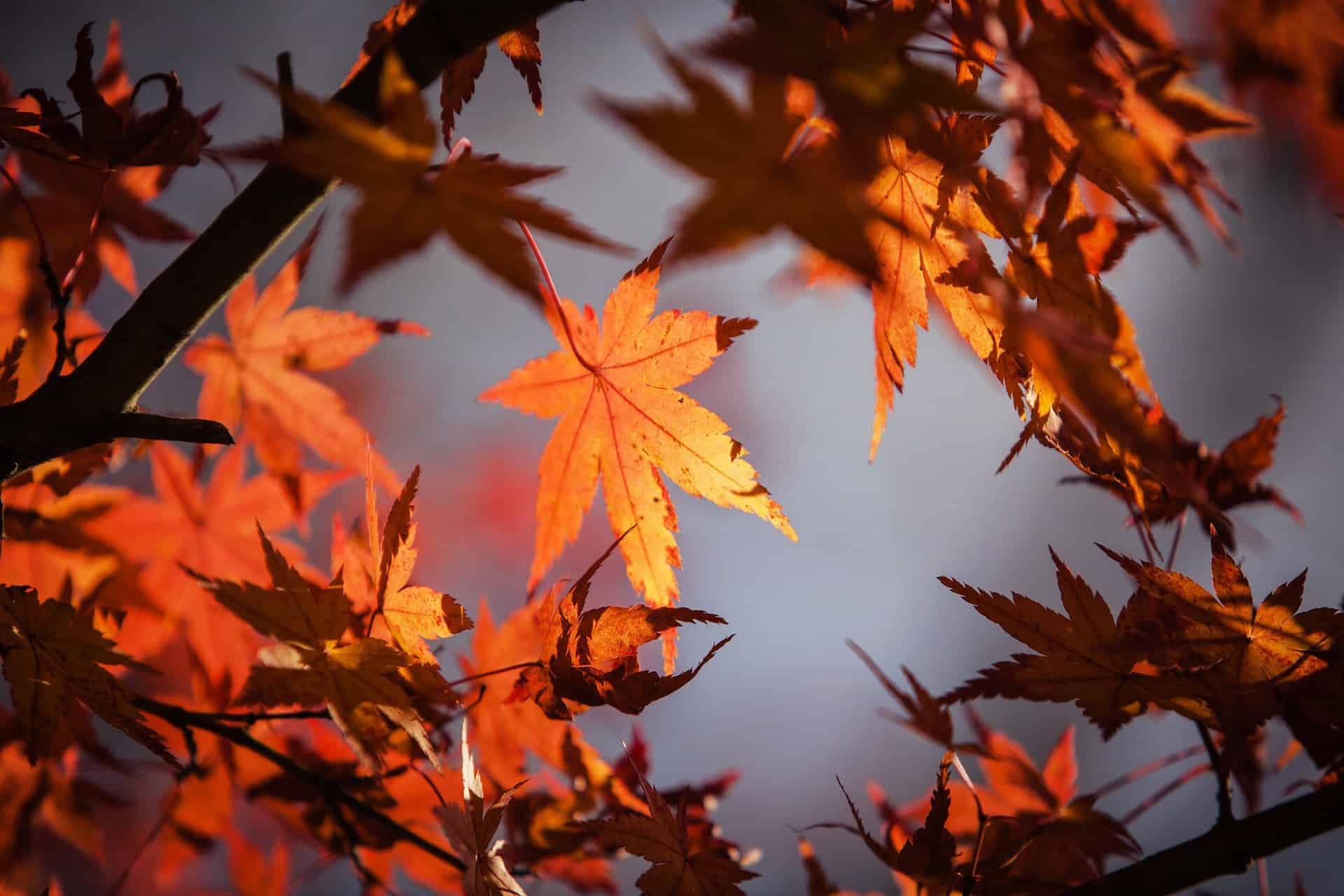The Best Fall Events In Murfreesboro TN Healing Hands Chiropractic
